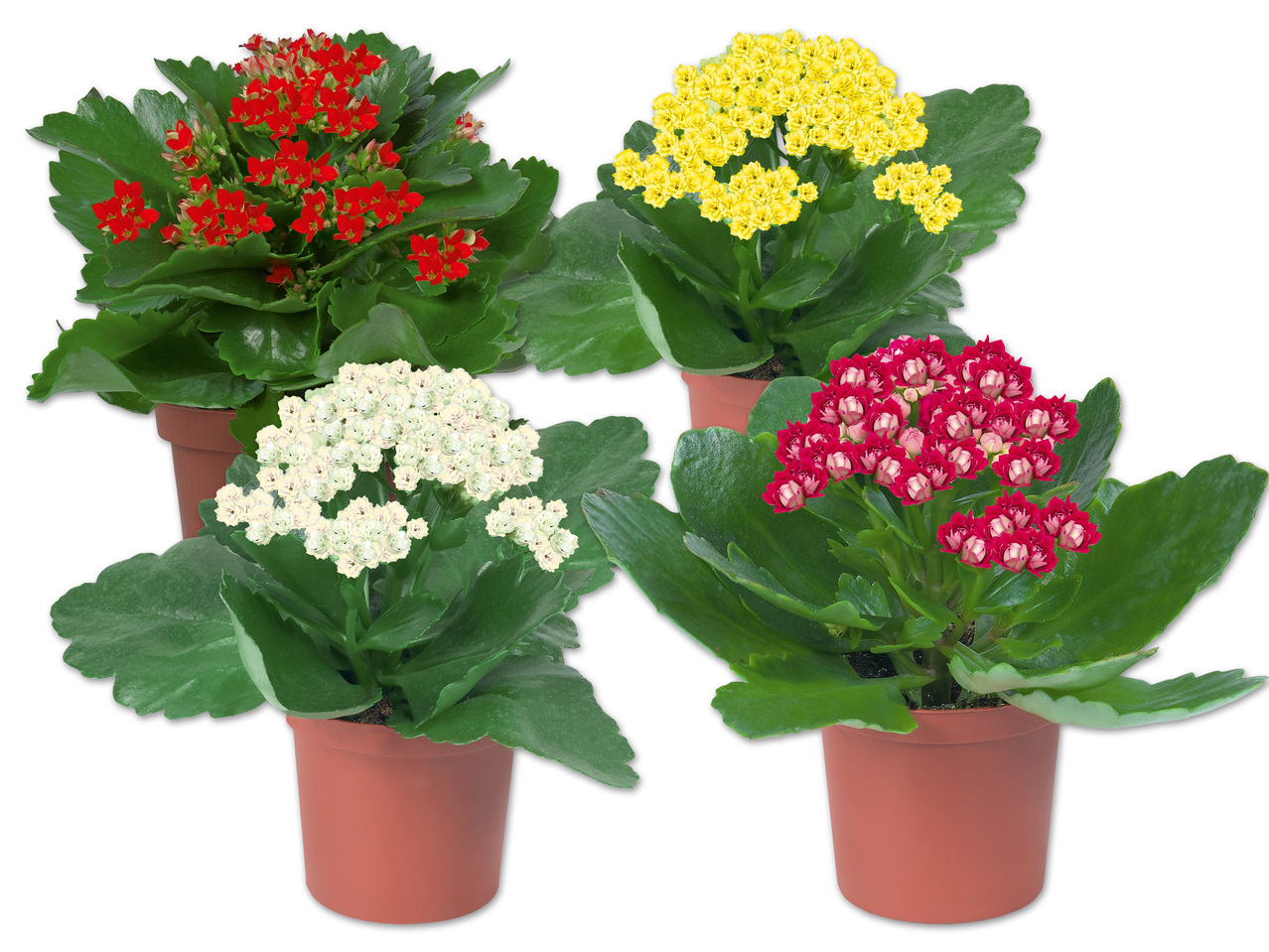 Mini Kalanchoe