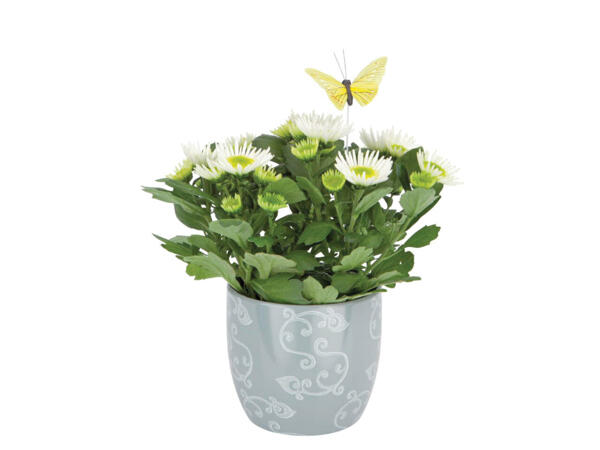 Mix de Flores em vaso - Lidl - Portugal - Specials archive