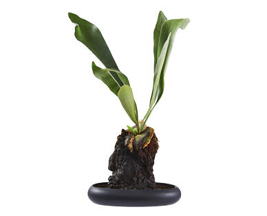 Indoor Desk Plant