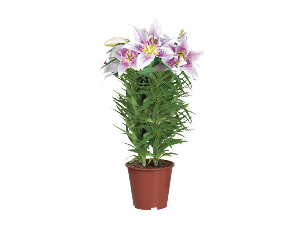 Oriental Lilies1