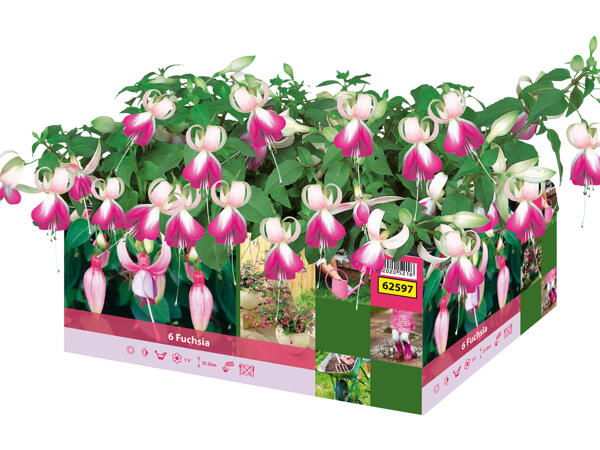 Fuchsias