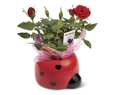 Valentine's Love Bug