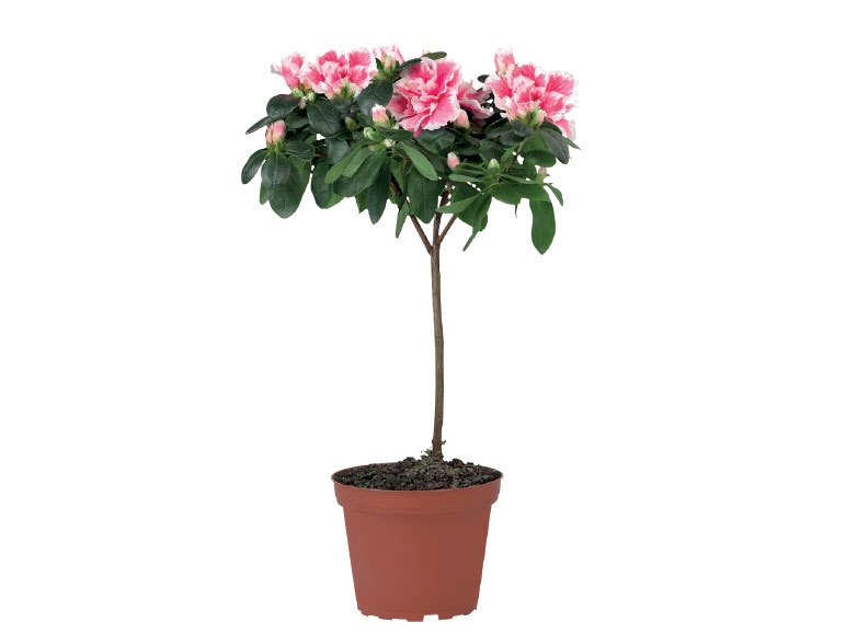 Azalea