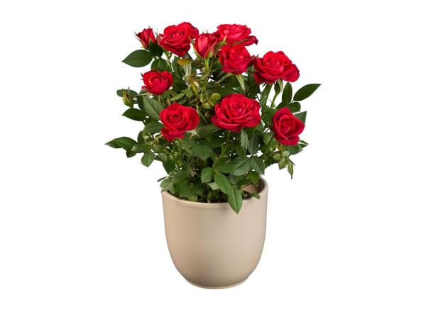 Mini Rose