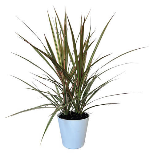 4" Assorted Foliage