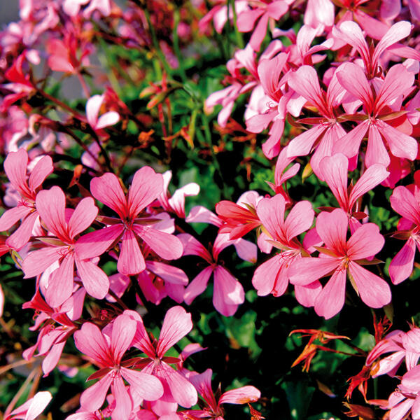 Fuchsien / Geranien