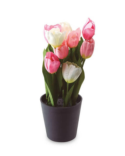 Tulip Bundle