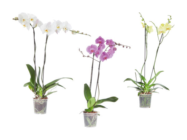 Phalaenopsis XXL