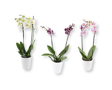 Orchidée en pot de céramique blanche