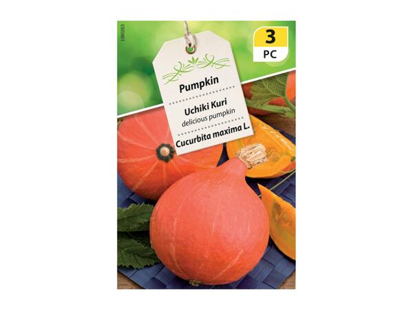 Assorted Large Seeds - Vegetables and Flowers