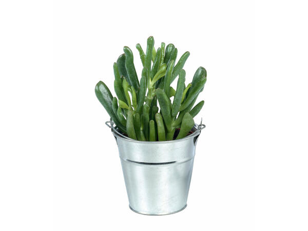 Cactus ou plante grasse dans un pot en zinc