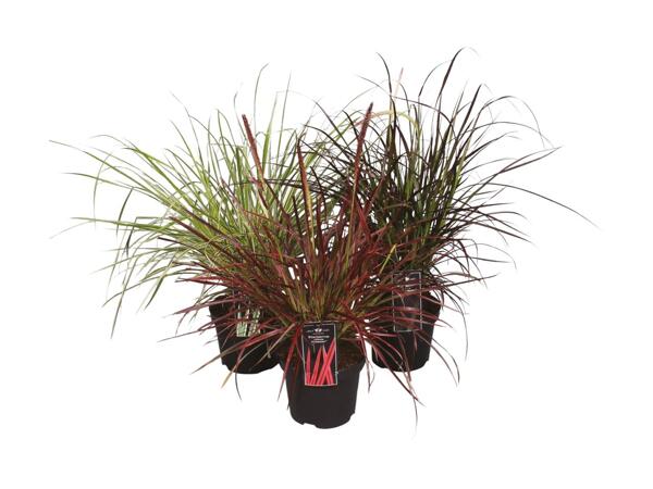 Fountain Grass