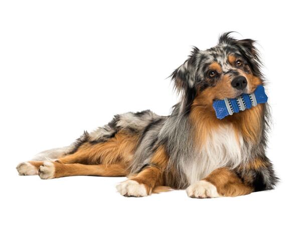 Zoofari Pet Accessories - Dental Bone Toy