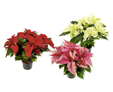 ÉTOILE DE NOËL