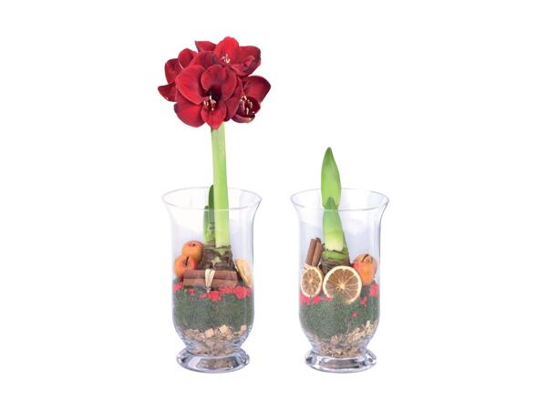 Amaryllis dans un bocal en verre