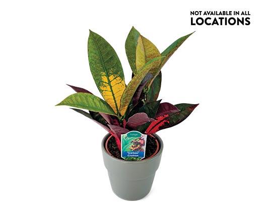5" Foliage Assorted Varieties