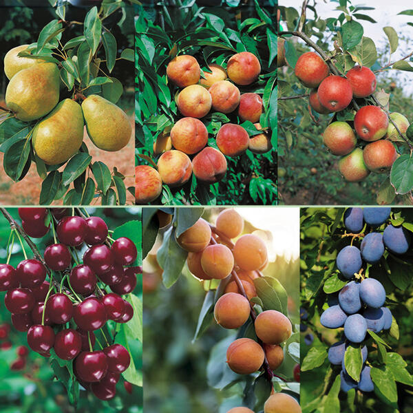 Arbuste fruitier