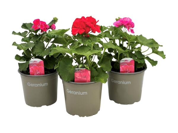 Geranium