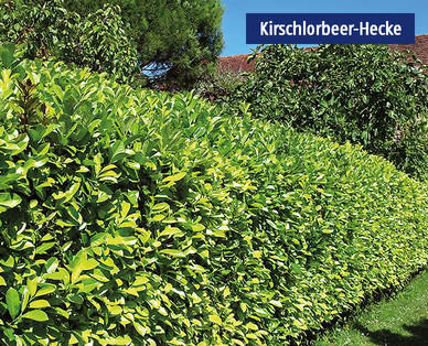 Kirschlorbeer im 27-cm-Topf