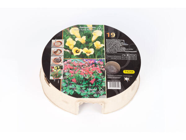 Blumenzwiebeln im Tray