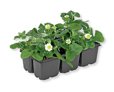 Piantine di fragole