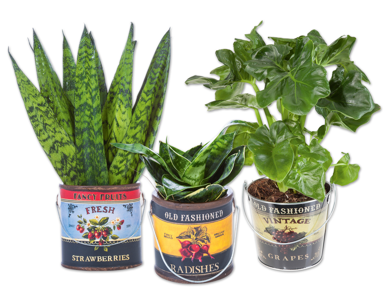 „Easy Care" Pflanze im Foodbucket