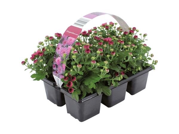 Krysantemum i 6‘er bakke