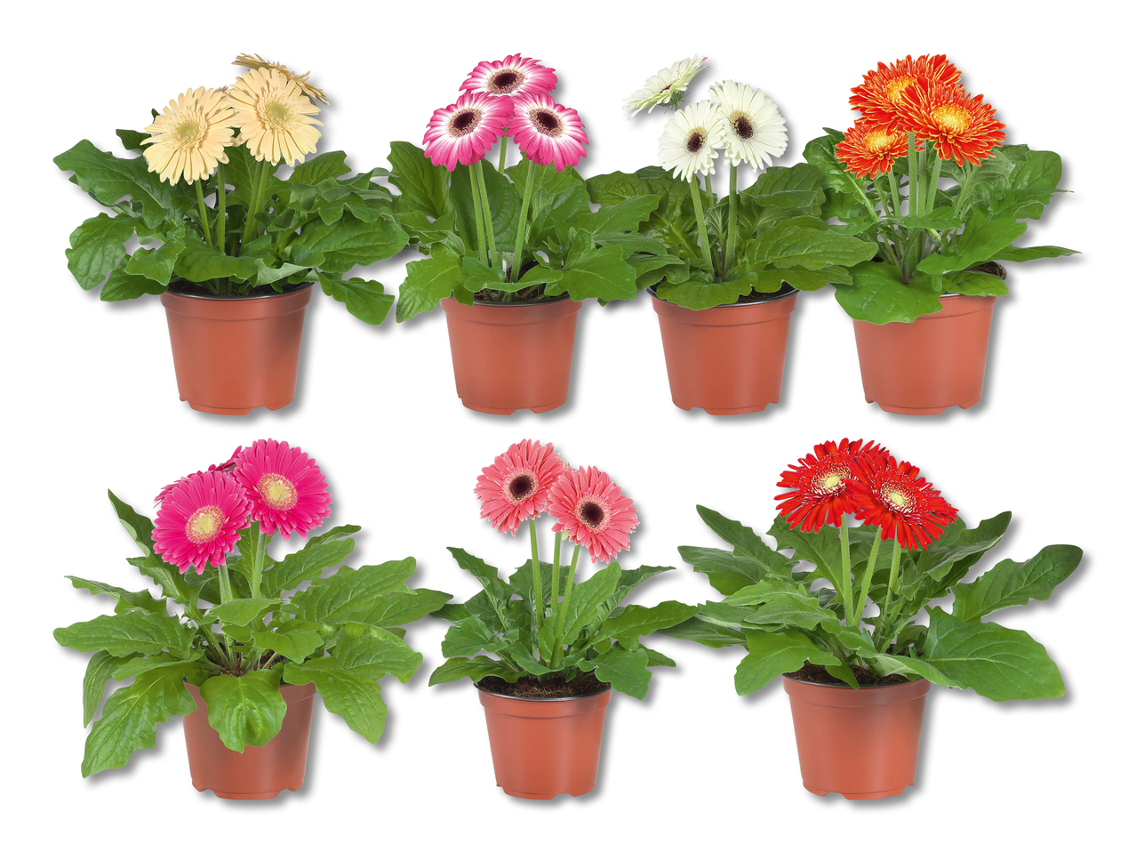 Mélange de gerberas