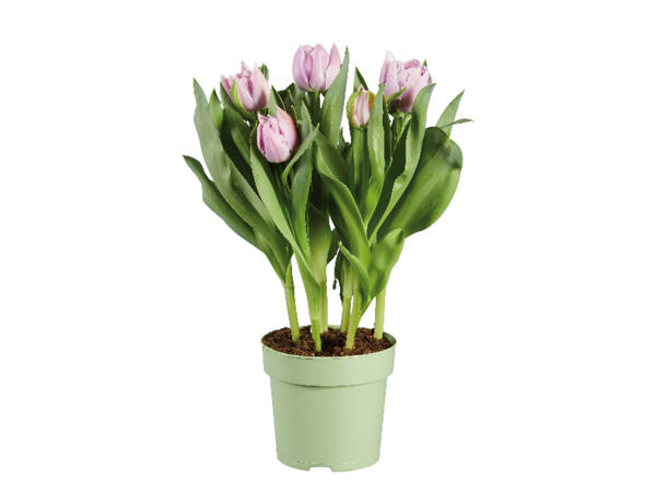 Flower Power Potted Bulbs