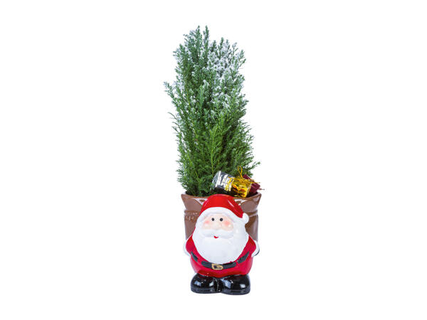 Christmas Conifers