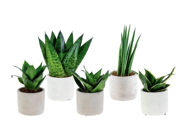 "Easy Care" Plants