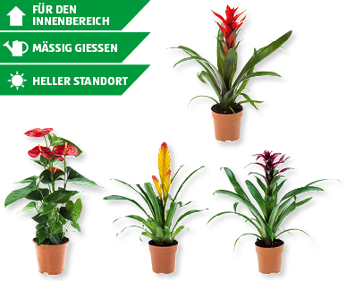 Exotischer Mix