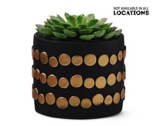 Holly Jolly Succulent