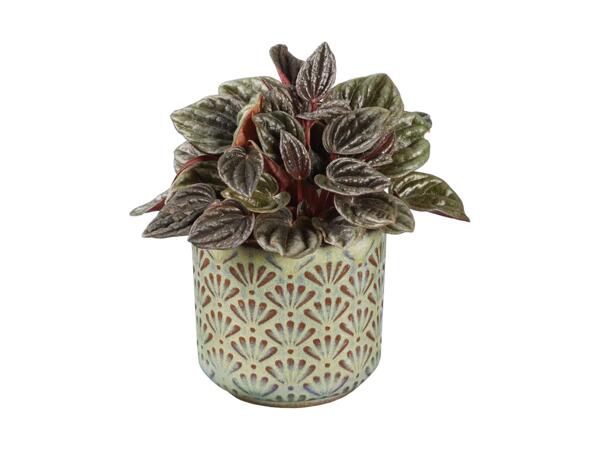 Peperomia Houseplant