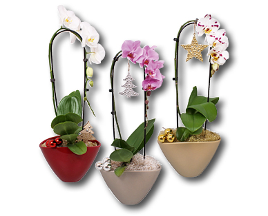 Phalaenopsis "Cascade"