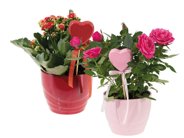 Roses or Kalanchoe