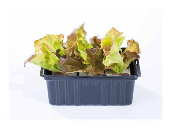 British Young Vegetable Plants