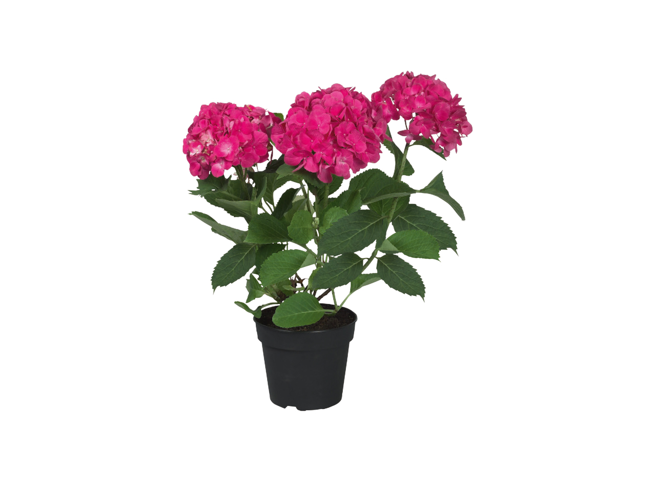 Hortensia