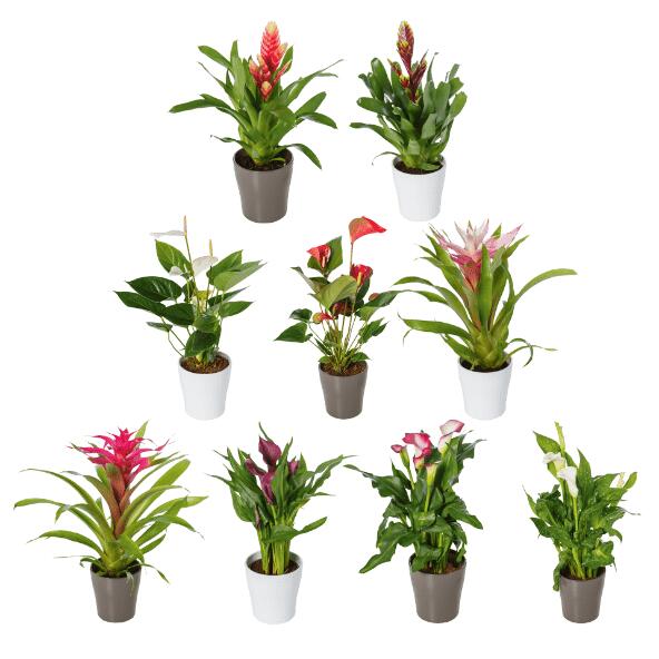 Plante verte