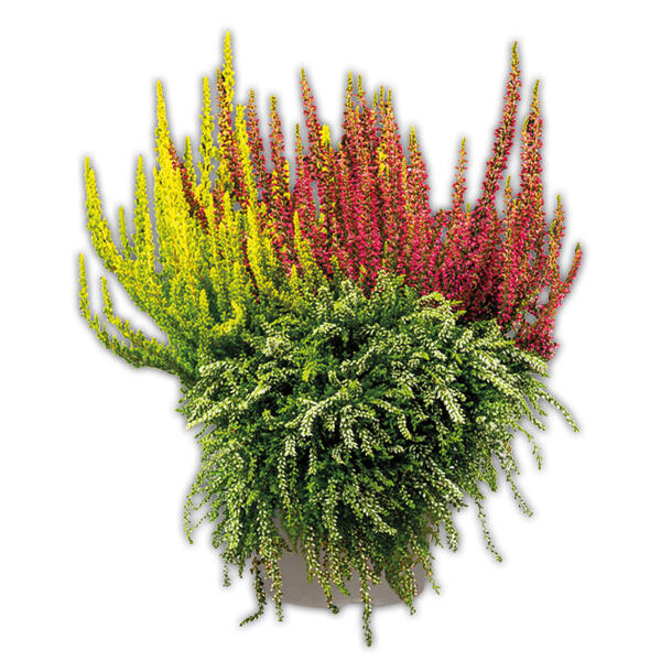 Calluna vulgaris Trio Girls Special
