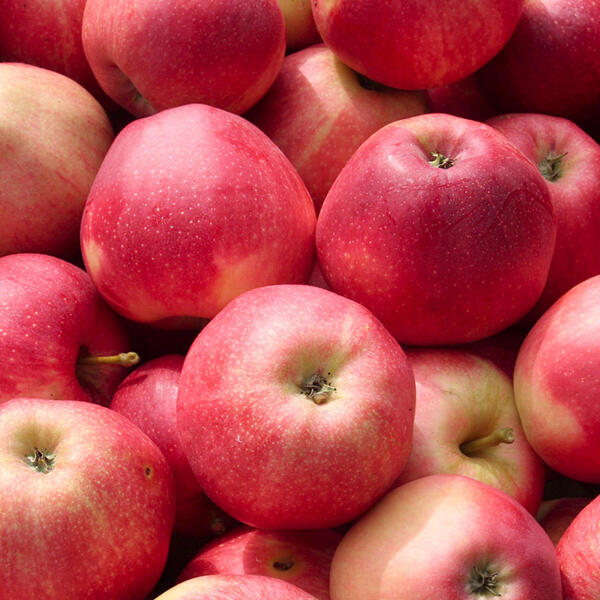Pommes bicolores Bio