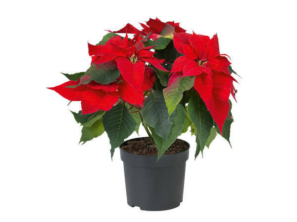 Poinsettia