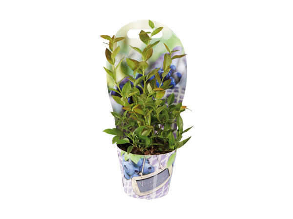 Myrtilles en pot
