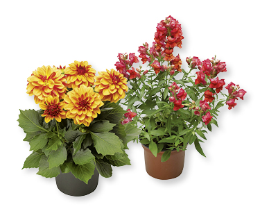 Fleurs d'été