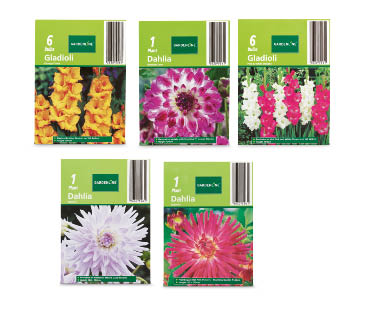 Assorted Dahlia or Gladioli Packet Bulbs