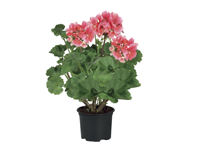 Upright Geranium