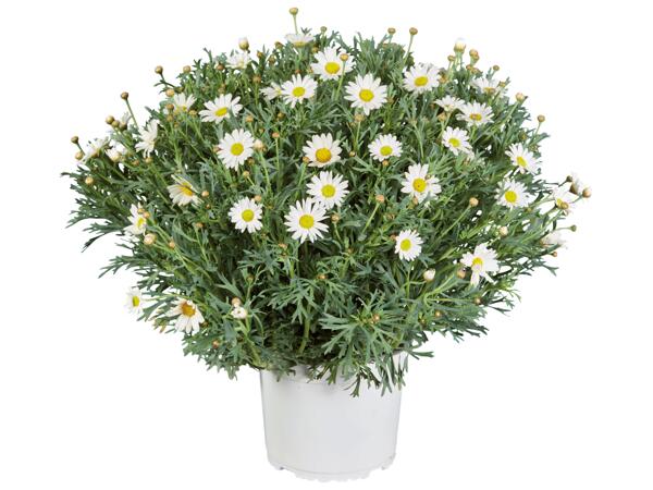 Margeritbuske
