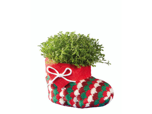 Grünpflanze in Weihnachtsstrumpf