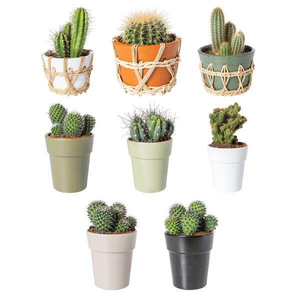 Cactus