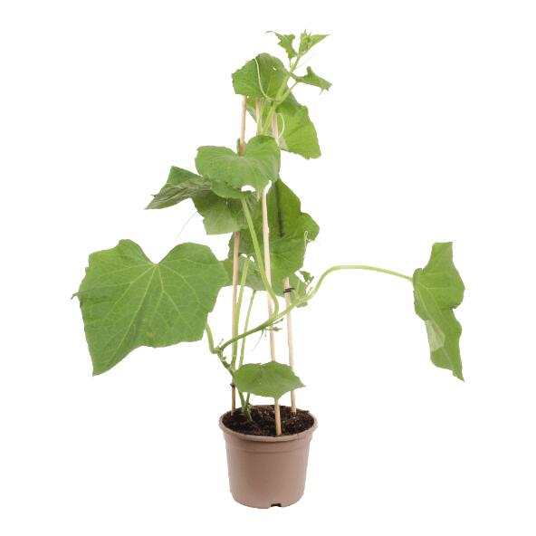 Plante potagère